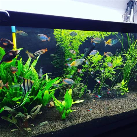 Australian Rainbow Fish: Size, Care & Tank Mates .